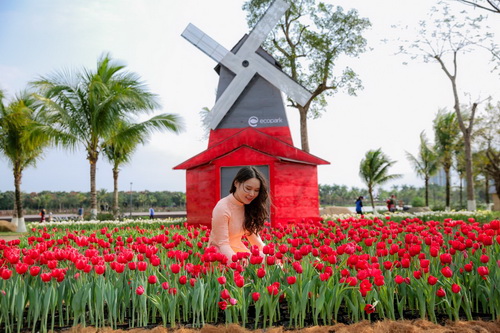 Du khách “check-in” với hoa tulip và cối xay gió đậm chất Hà Lan. Ảnh: Ecopark